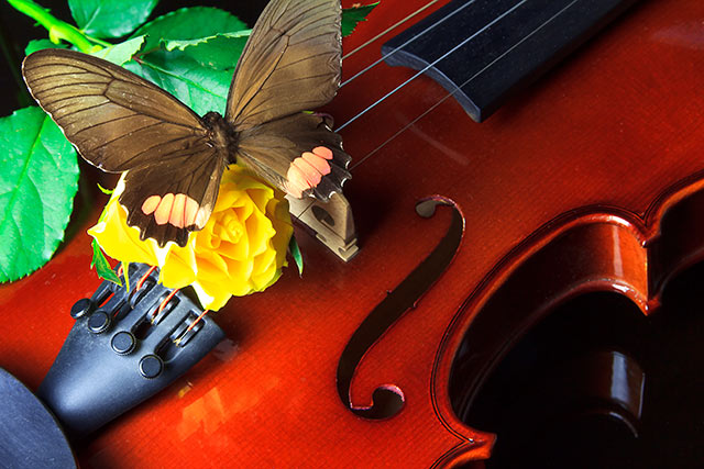 Violine
