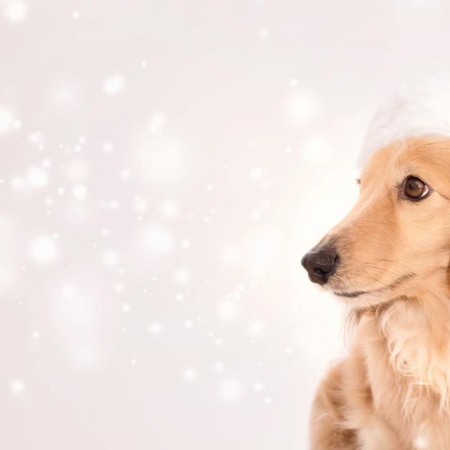 Chemnitzer Hundeweihnachtsmarkt Schloss Klaffenbach