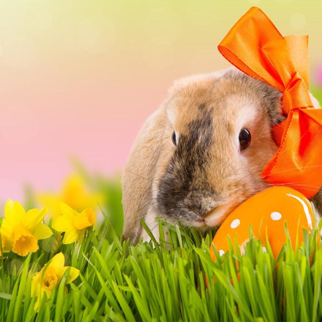 Ostermarkt in Crimmitschau