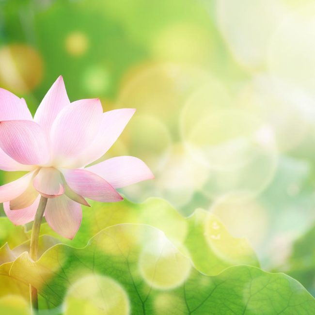 Frühlingserwachen Zabeltitz