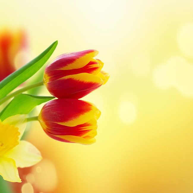 Frühlingsmarkt Chemnitzer Neumarkt